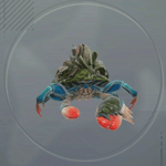 シェルハーミット