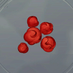 赤翼の偽花画像