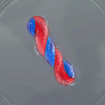 神秘の二重螺旋画像