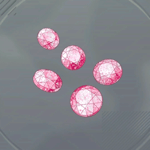 コーラルチップ画像