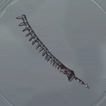 黄泉之蟷螂画像