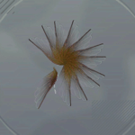 はねとばり画像