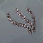 マリシャスチェーン画像