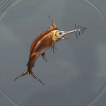 ソーンフィッシュ画像