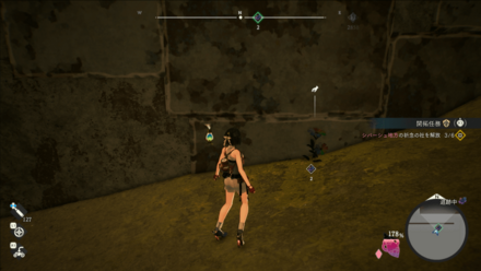 ハイビスマス現地