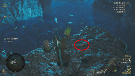 釣り場付近のカニ