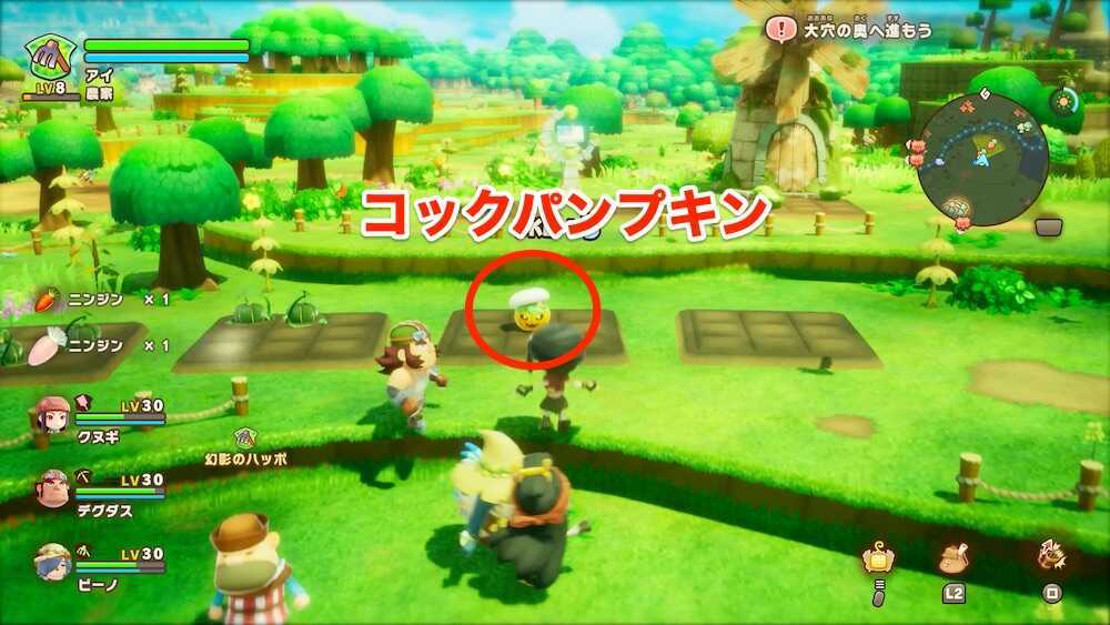 コックパンプキンの現地画像