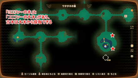 コニファー古木