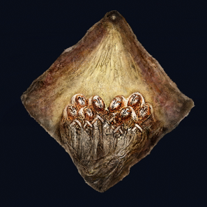 信徒の誓布画像