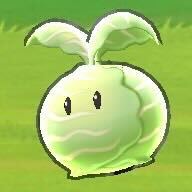 キャベツ攻略方法アイコン