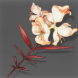 ビバーナムティヌス画像