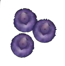 ブルーベリーのアイコン