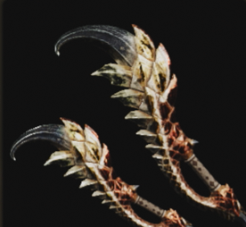 叛爪アルギエバ