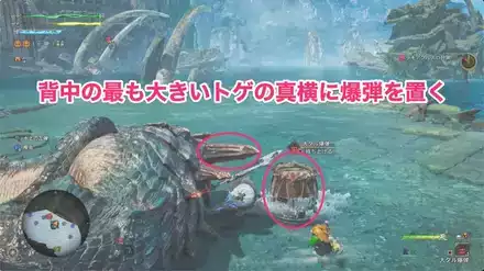 背中の最も大きいトゲの真横に爆弾を置く