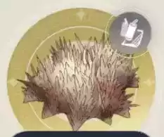 ウニヒトデの画像