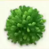 みどりのイトダマ画像