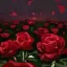 エターナル ブロッサム