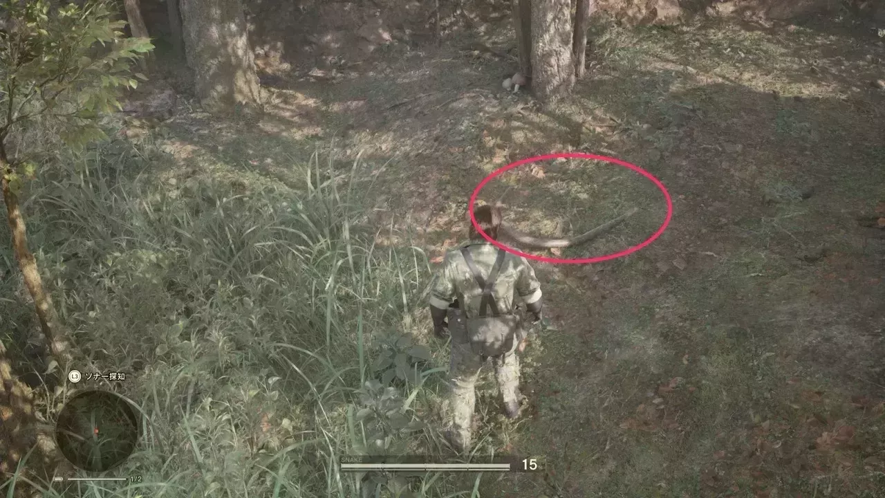 オオアナコンダの見た目画像