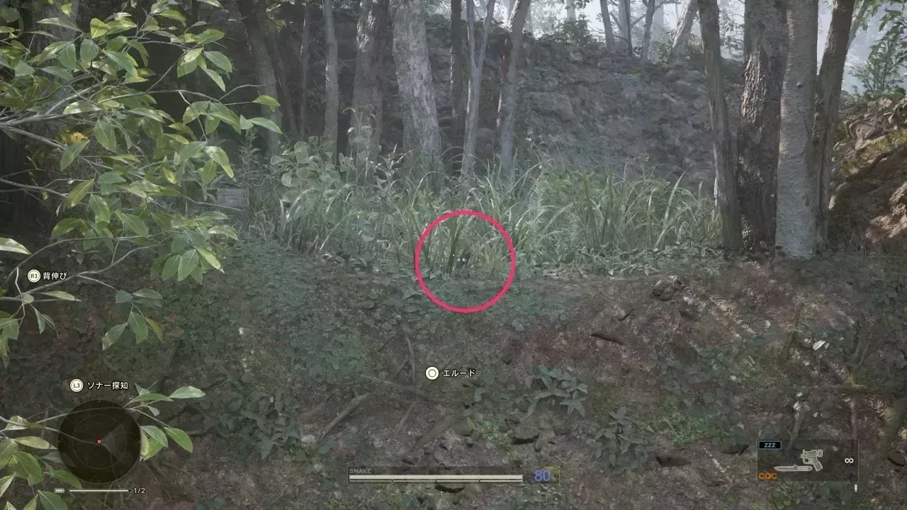 カササギの見た目画像