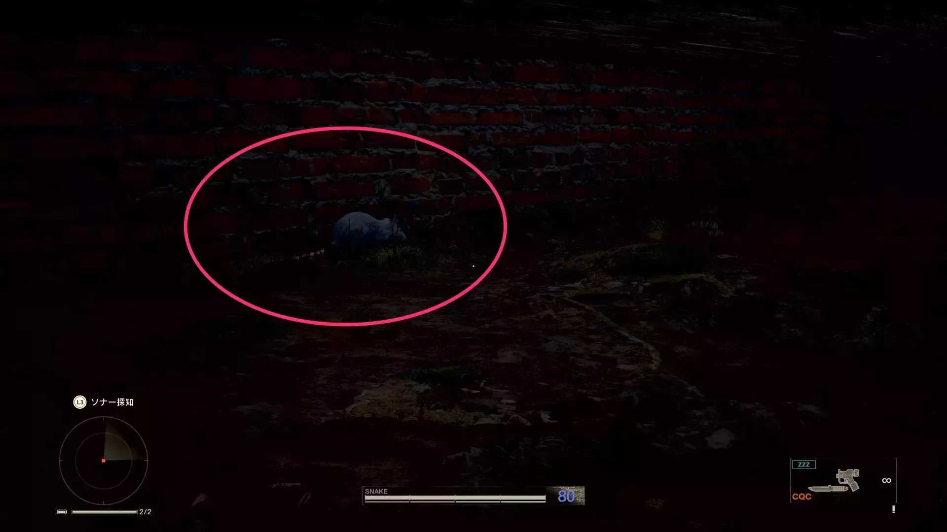 ラットの見た目画像