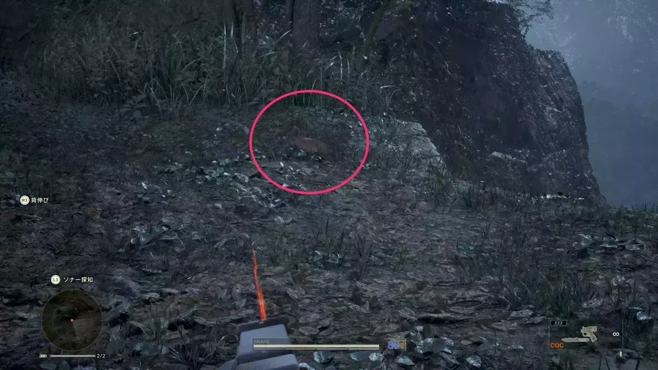 アナウサギの見た目画像