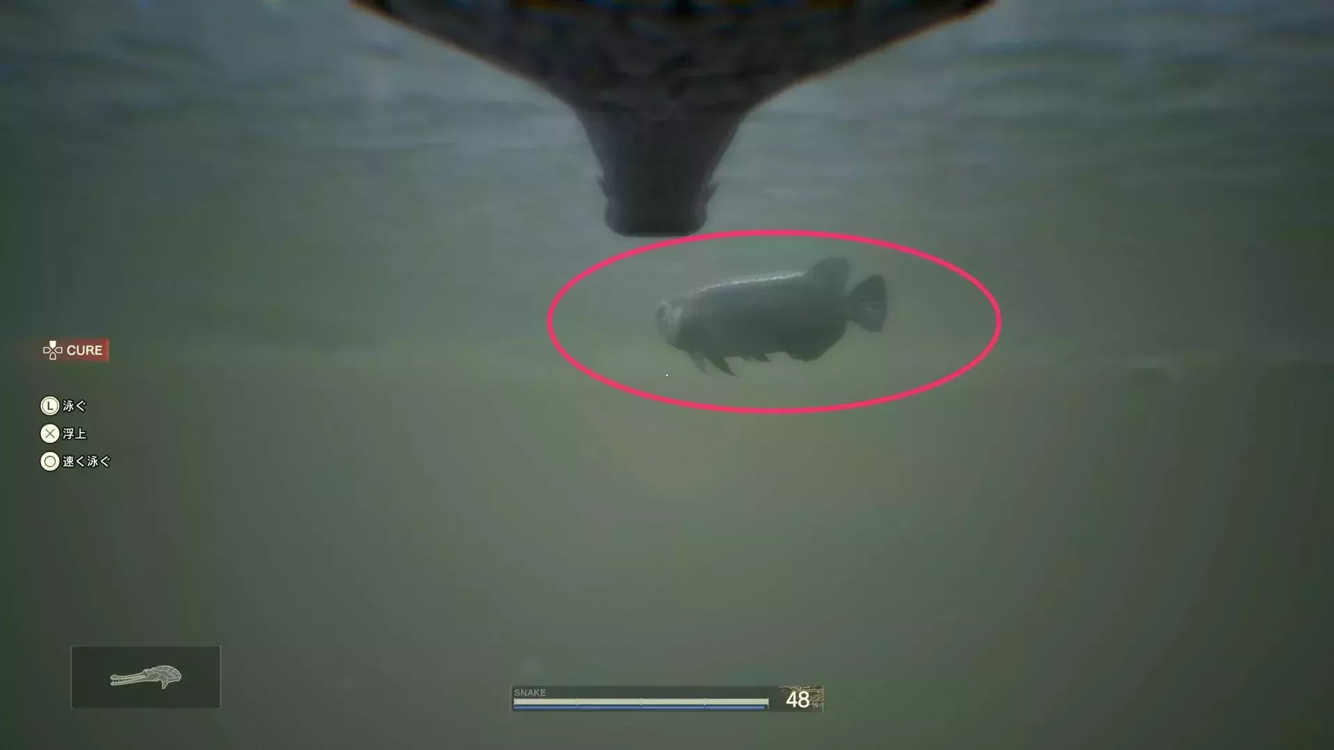 アロワナの見た目画像