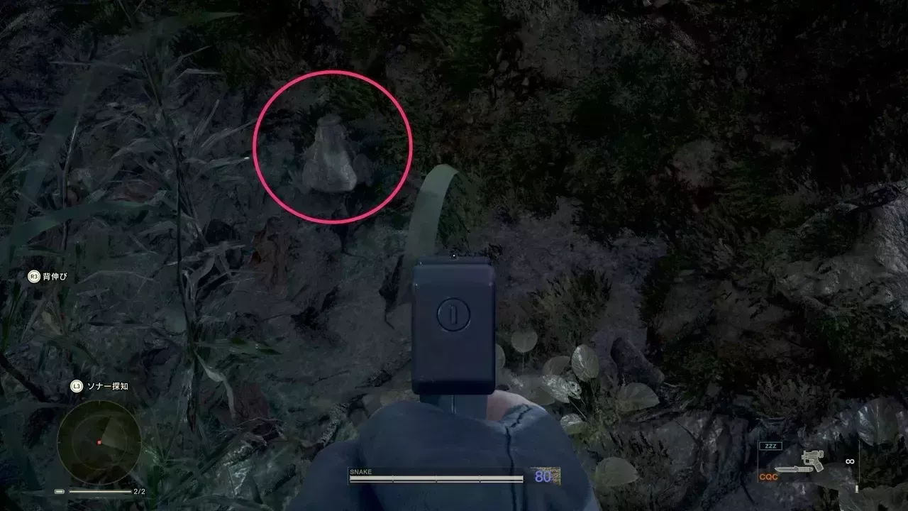 オットンガエルの見た目画像