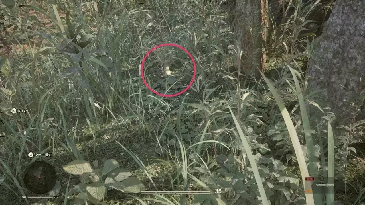 アマガエルの見た目画像