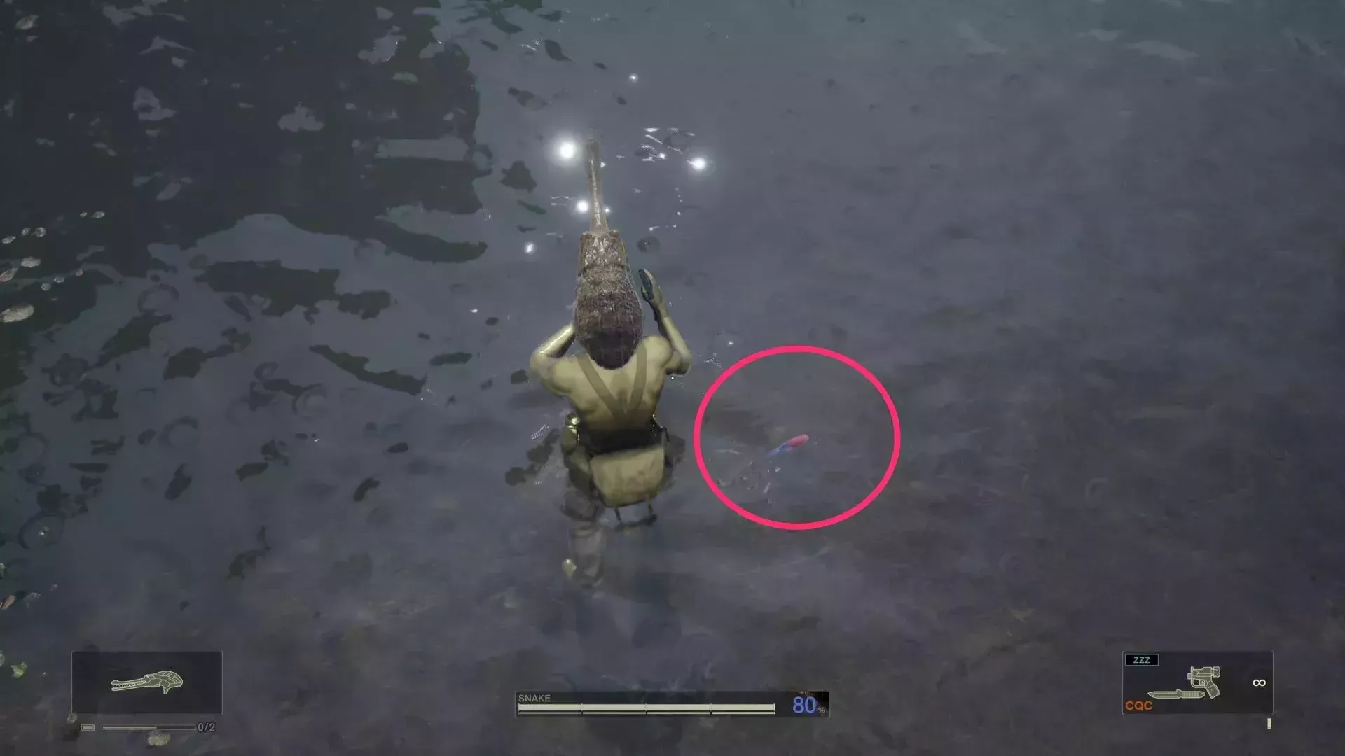 イチゴヤドクガエルの見た目画像