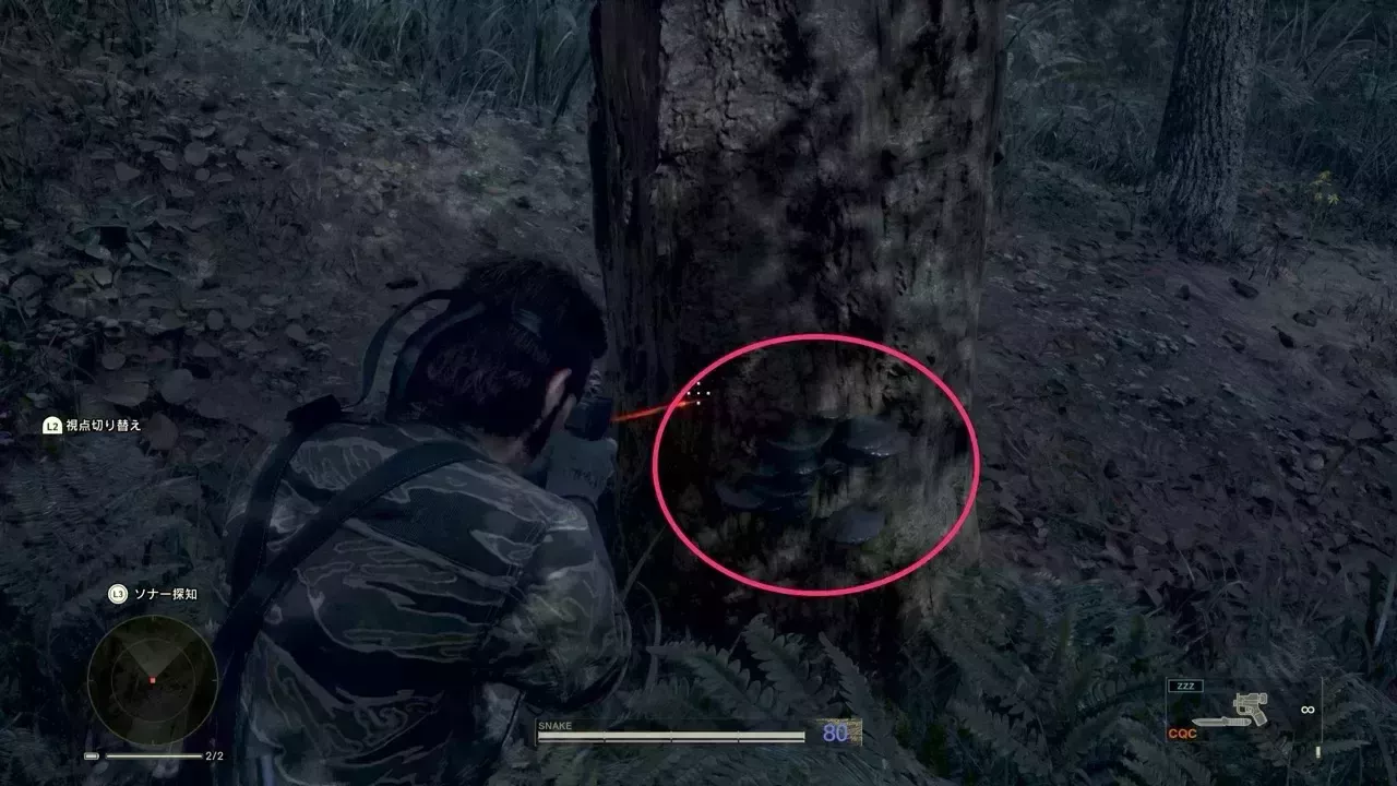 バイカルシシタケの見た目画像