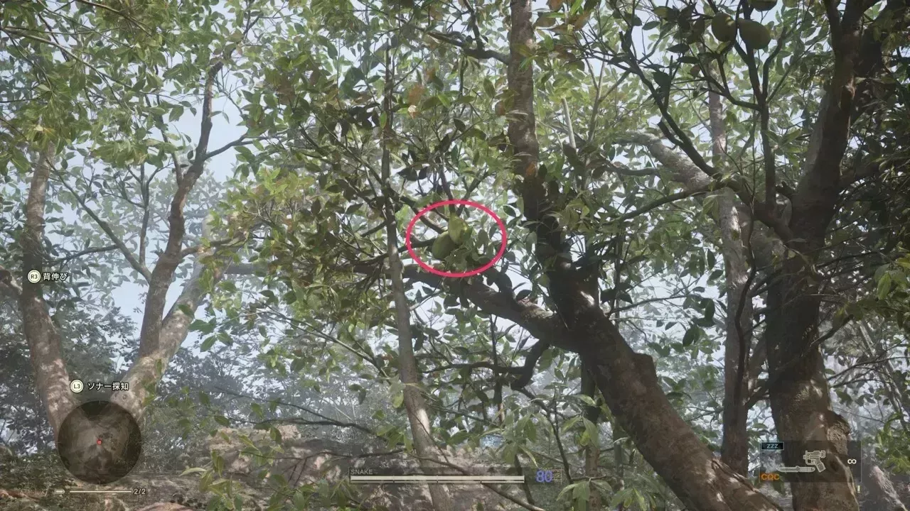 ロシアニセマンゴーの見た目画像