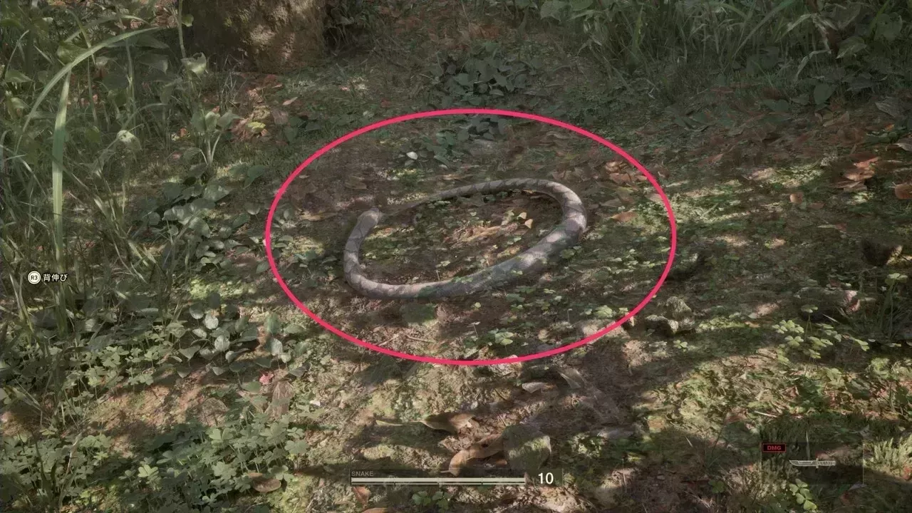 アミメニシキヘビの見た目画像