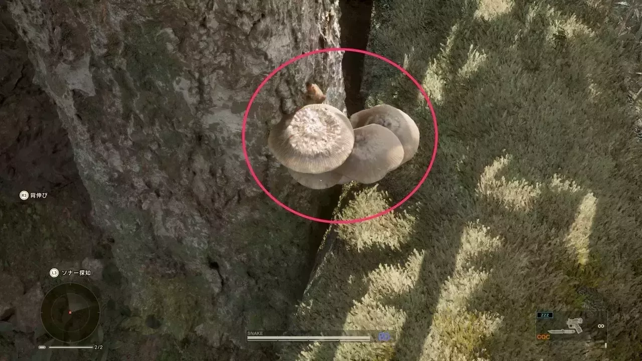 ロシアヒラタケの見た目画像