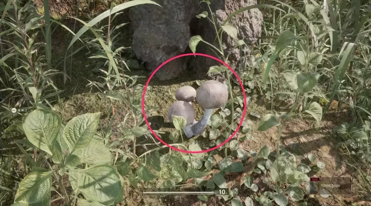 シベリアヒトヨタケの見た目画像