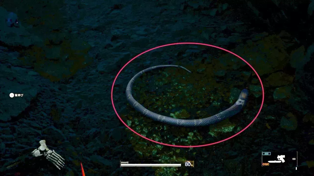 タイワンコブラの見た目画像