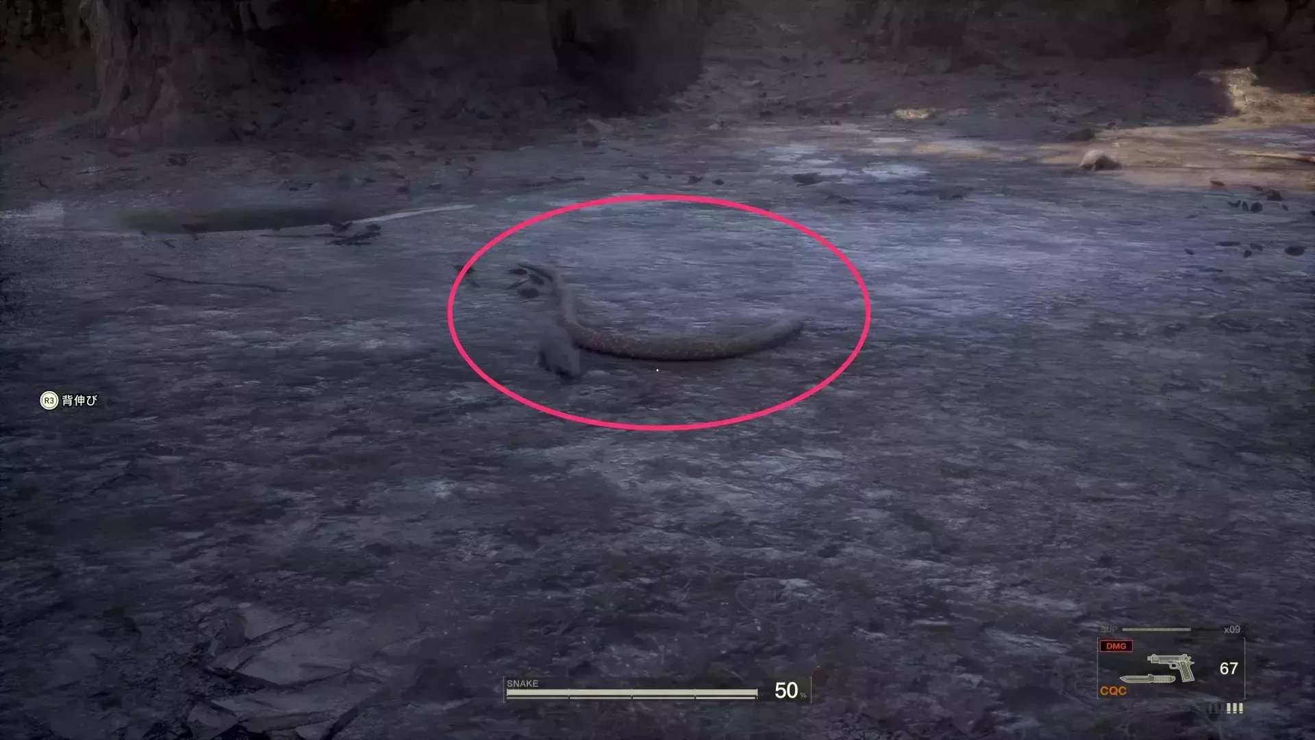 タイコブラの見た目画像