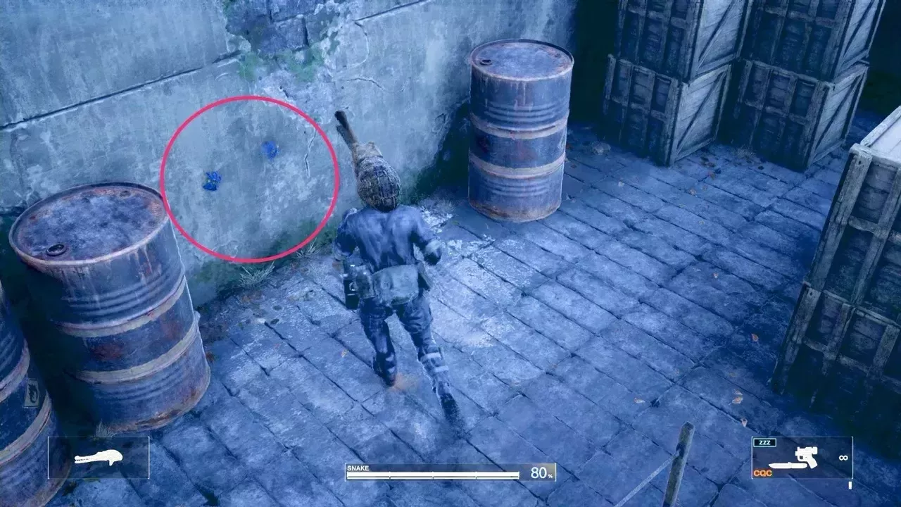 コバルトブルータランチュラの見た目画像