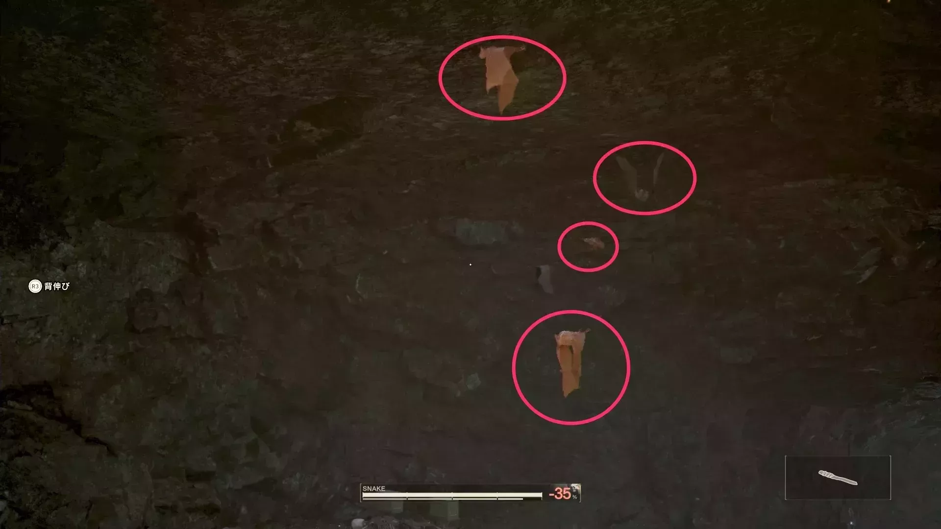 チスイコウモリの見た目画像