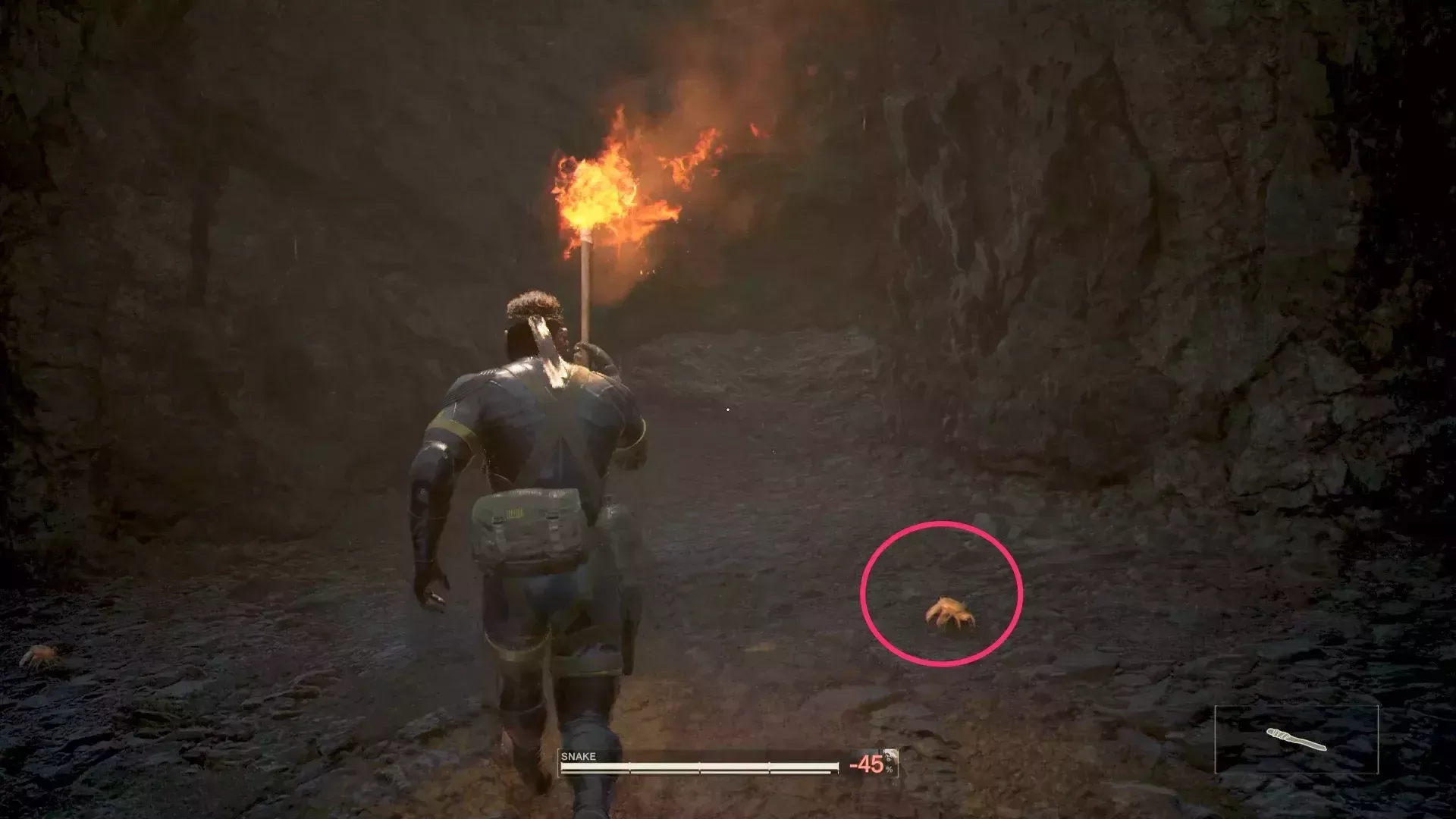 ミナミオカガニの見た目画像