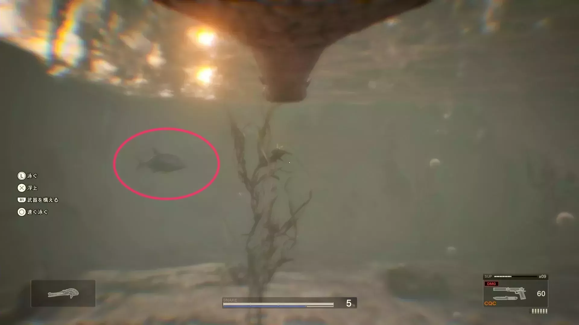 ギンガメアジの見た目画像