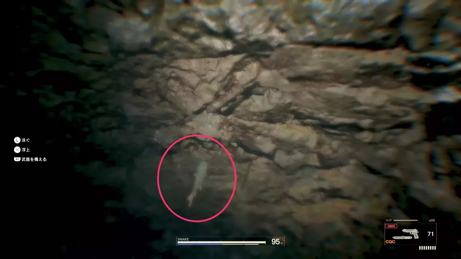 マルーンシャークの見た目画像