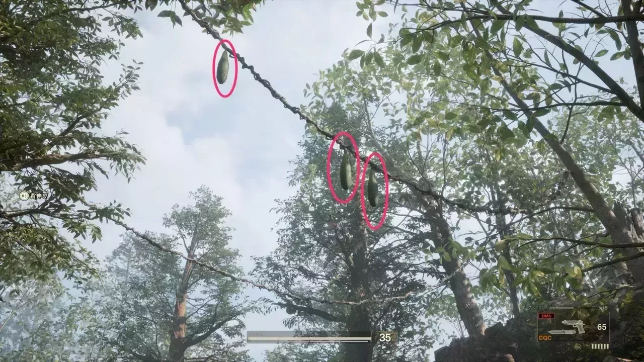 ツタウリの見た目画像