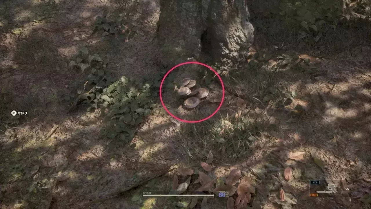 ウラルツキヨタケの見た目画像