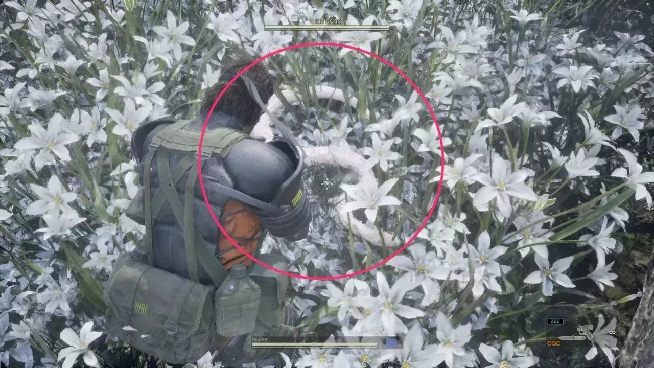 ソリダスの見た目画像