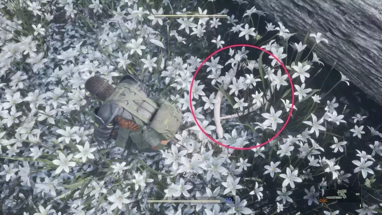 ソリッドの見た目画像