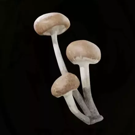 エゾテングダケ画像