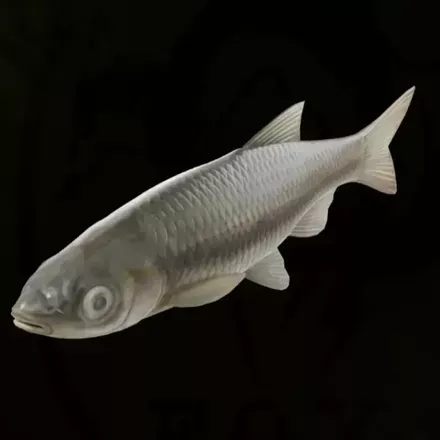 マルーンシャーク画像