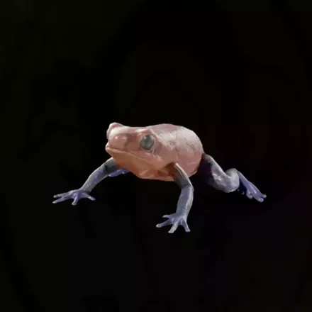 イチゴヤドクガエル画像