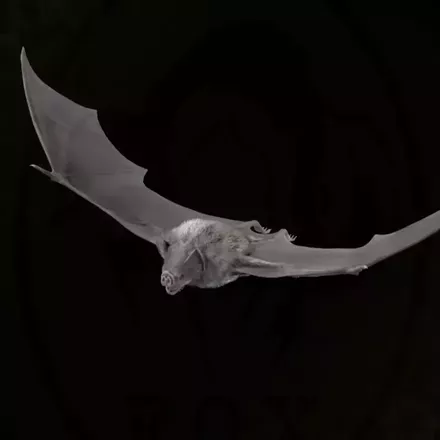 チスイコウモリ