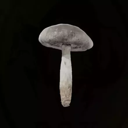 スパーツァ画像